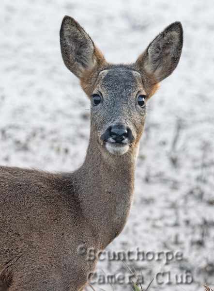 Roe deer on the marshland 